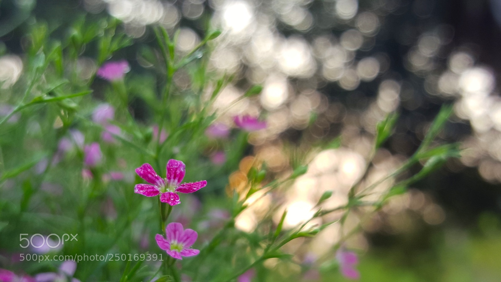 Samsung Galaxy S6 sample photo. Untitled photography