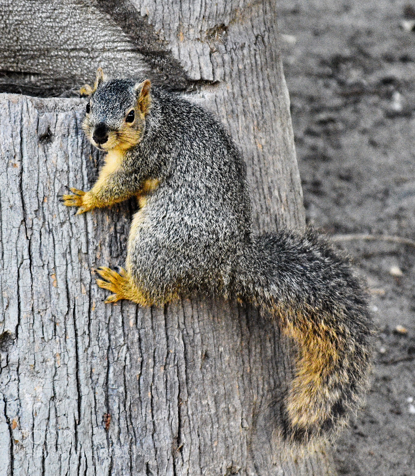Nikon D7200 sample photo. A squirrel looking at photography