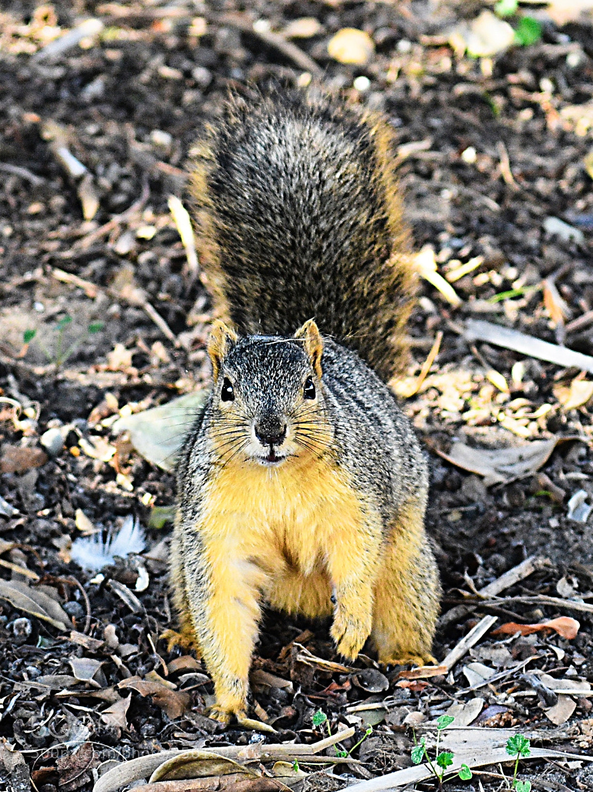 Nikon D7200 sample photo. A squirrel looking at photography