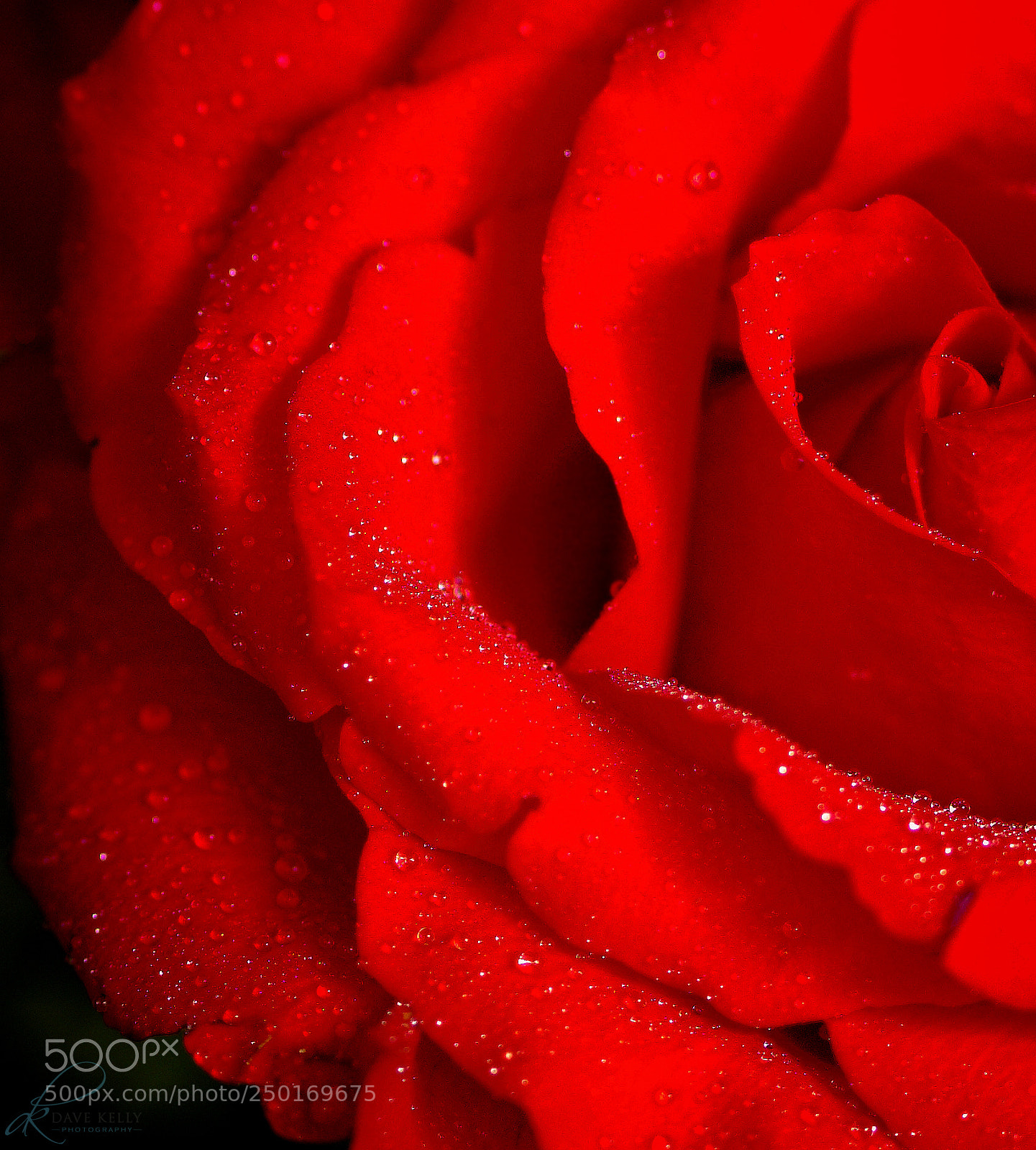 Canon EOS 50D sample photo. Exquisite photography