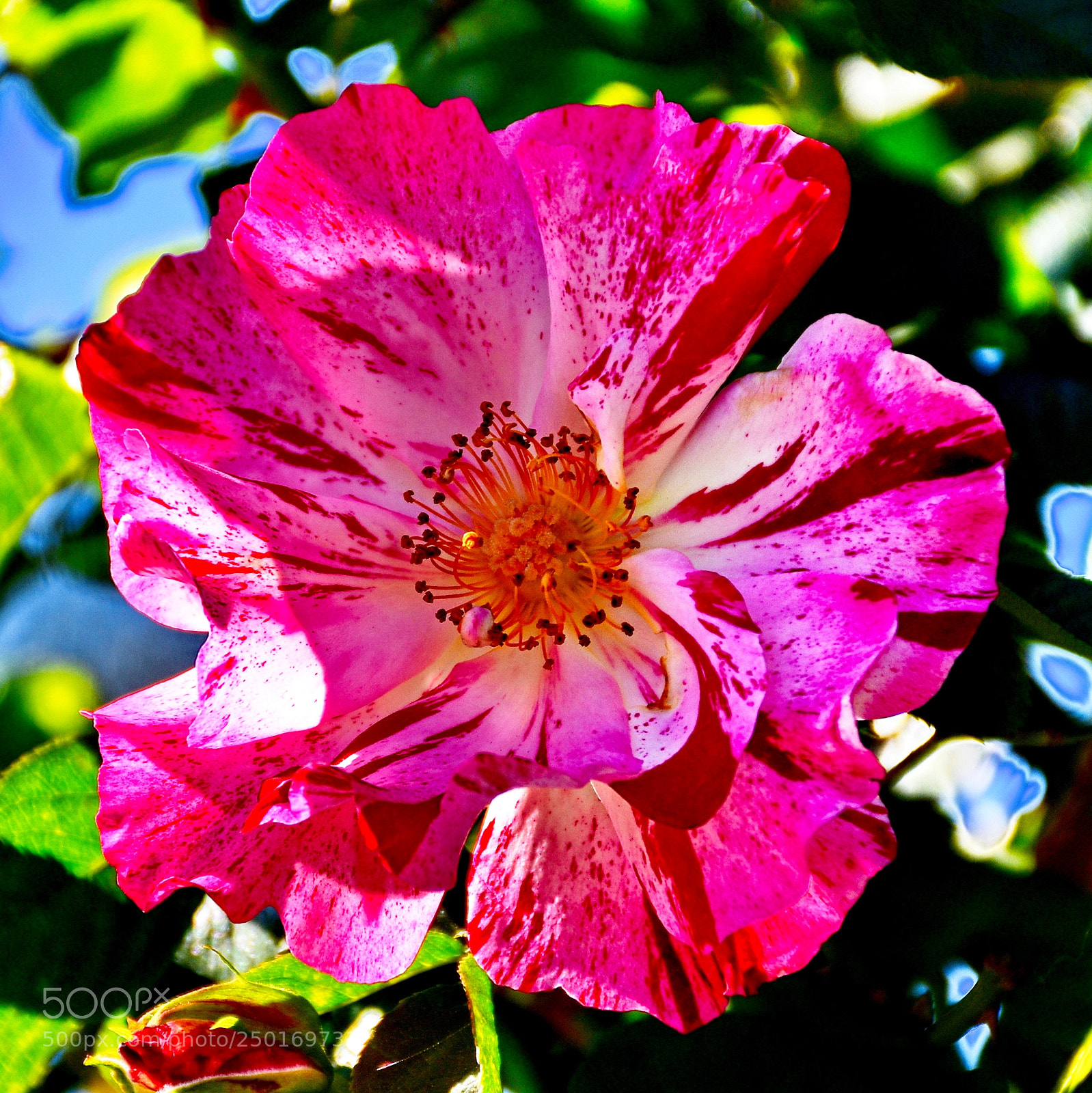 Nikon D7200 sample photo. A red carnation flower photography