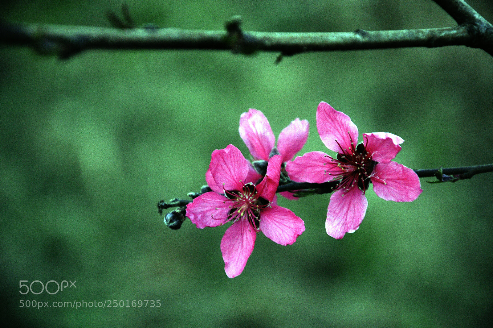 Nikon D90 sample photo. 那些花 photography