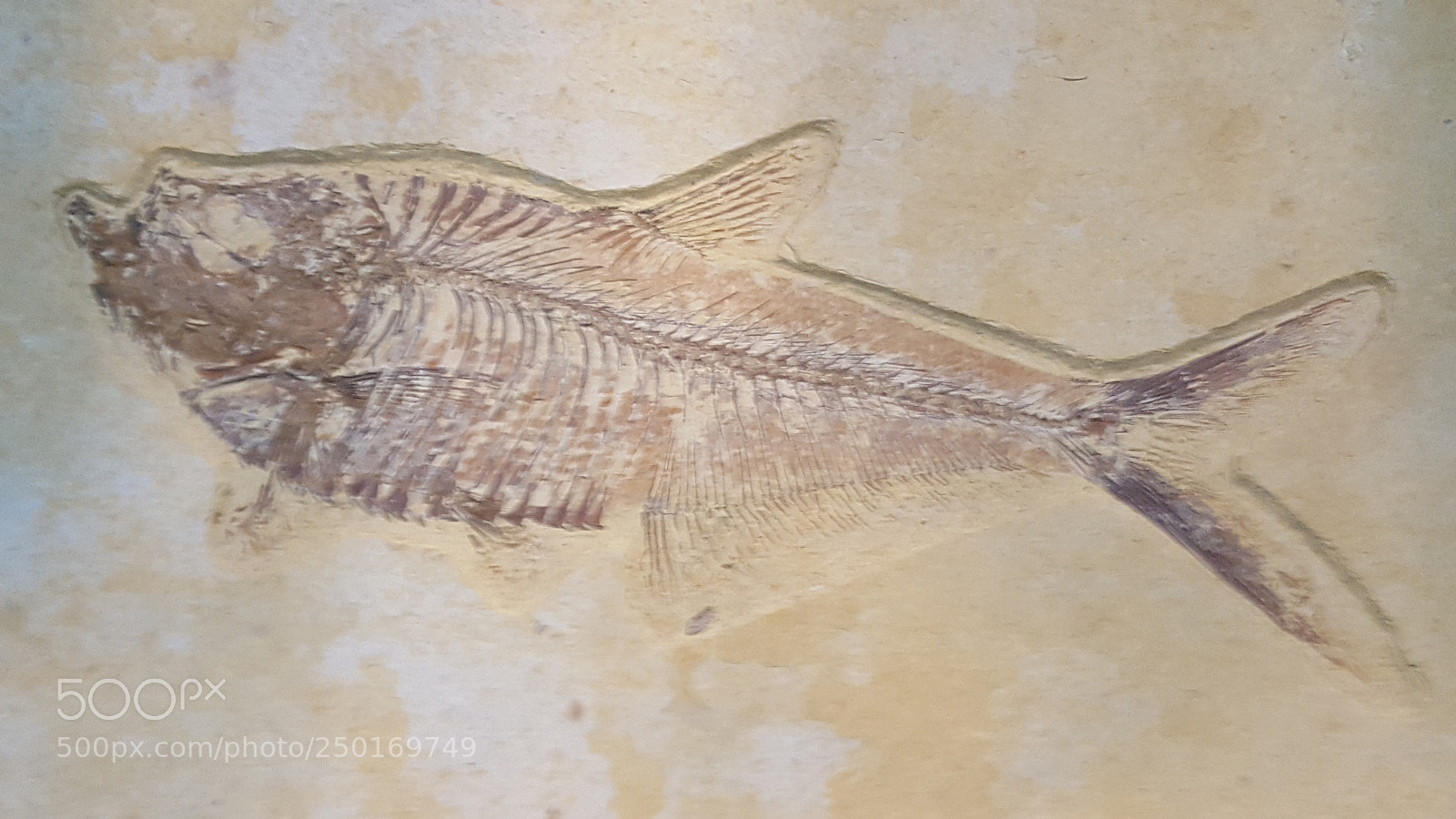Samsung GALAXY S6 edge sample photo. Fish fossil photography