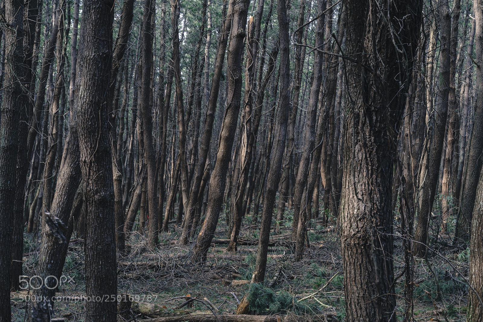 Sony a7R II sample photo. Windproof forest photography