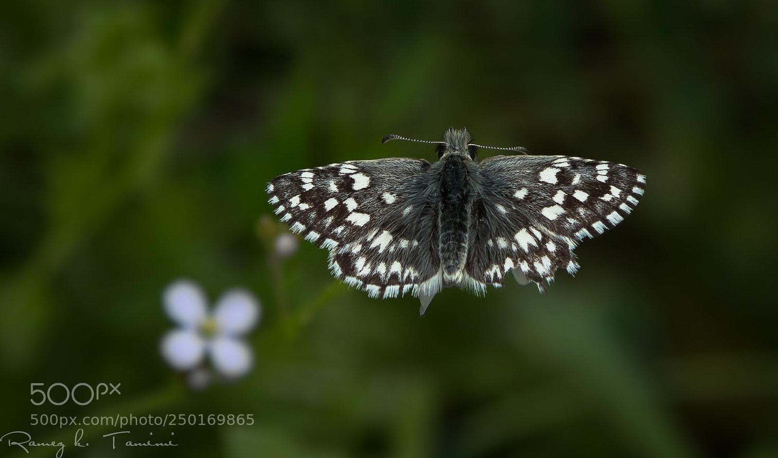 Canon EOS 600D (Rebel EOS T3i / EOS Kiss X5) sample photo. Melanargia photography