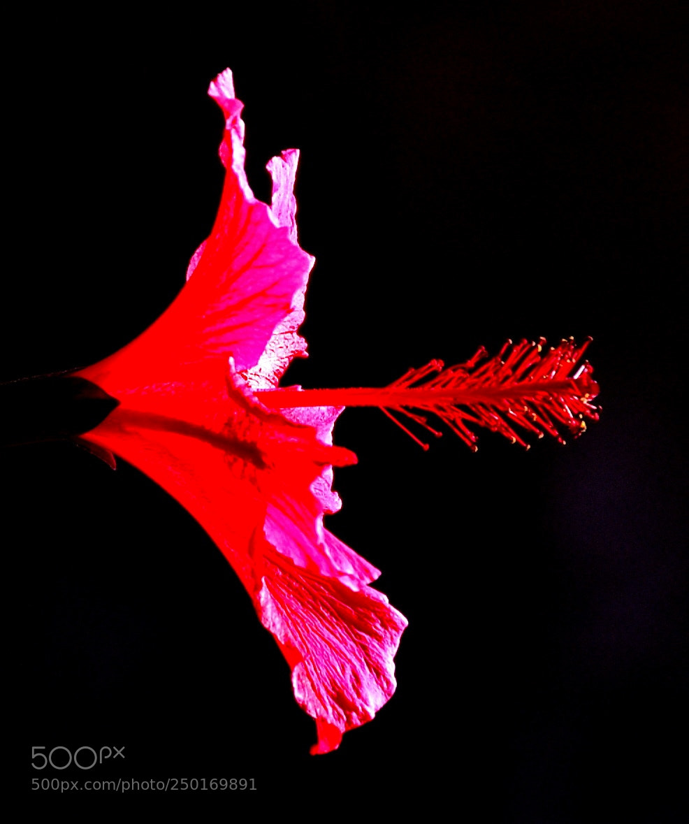 Nikon D7200 sample photo. A red hibiscus portrait photography