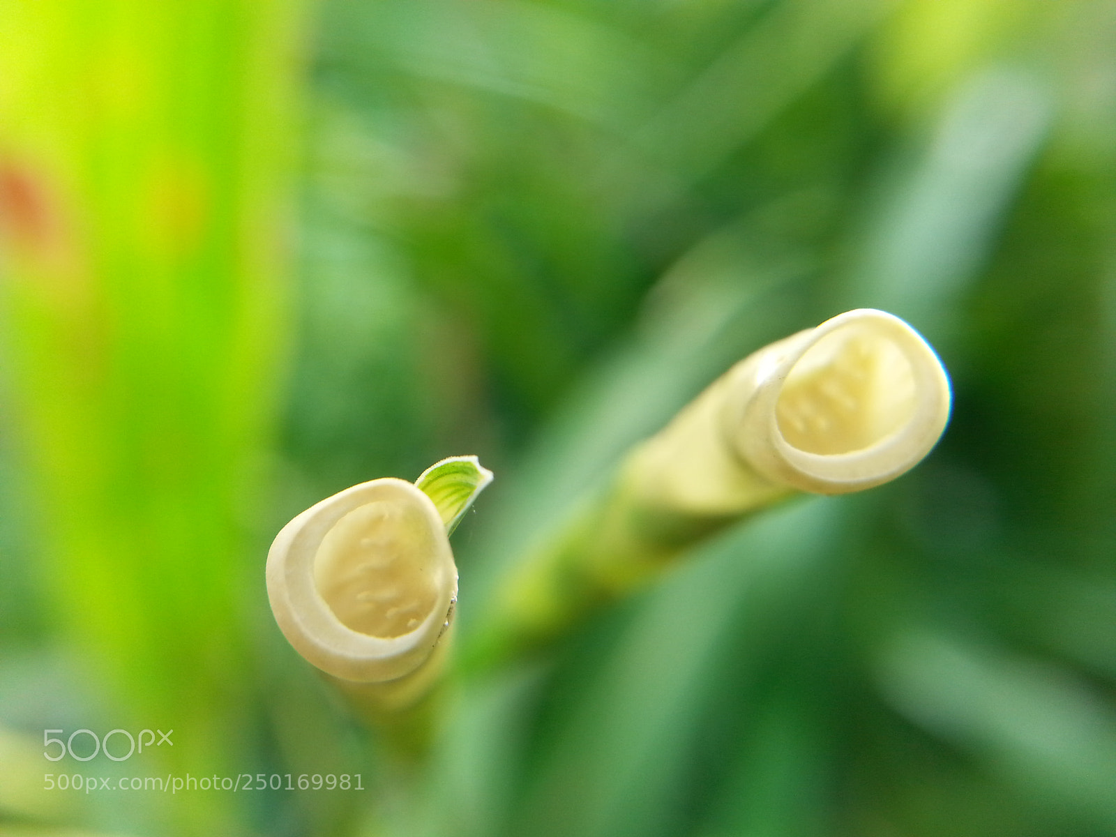 Samsung Galaxy S3 sample photo. Untitled photography