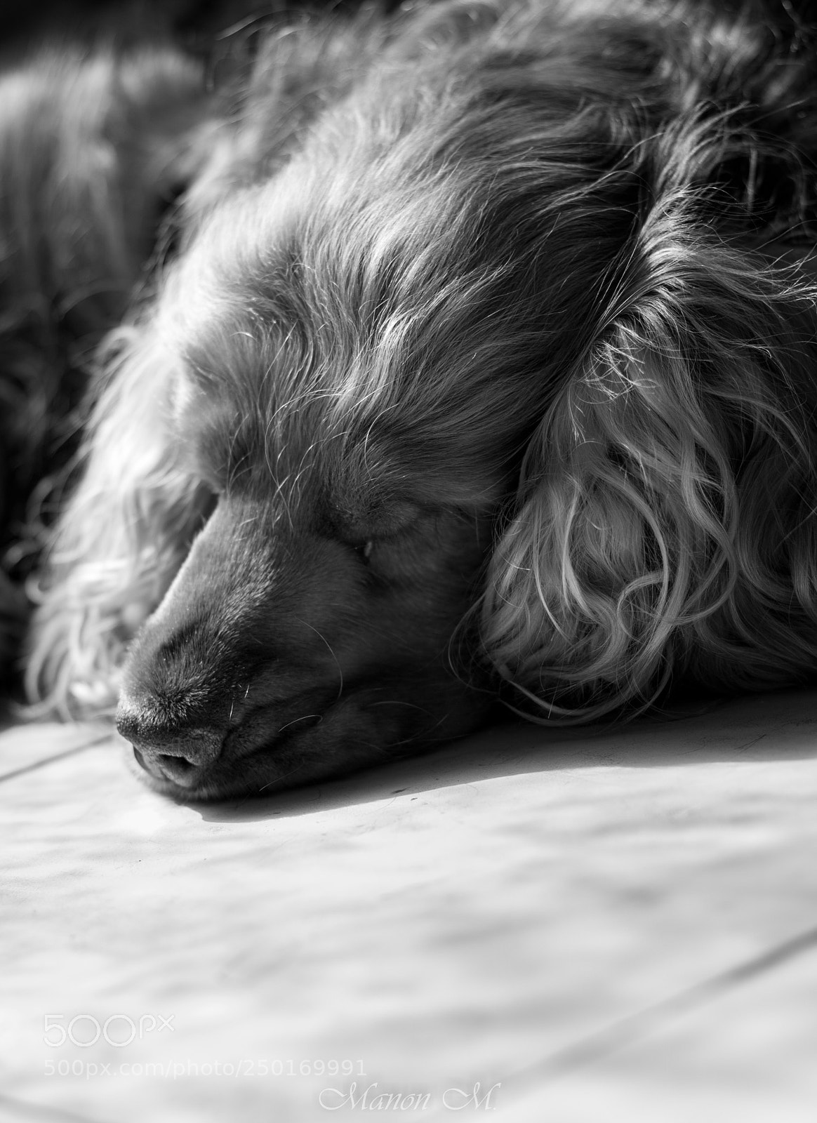 Canon EOS 750D (EOS Rebel T6i / EOS Kiss X8i) sample photo. Sieste ensoleillée photography