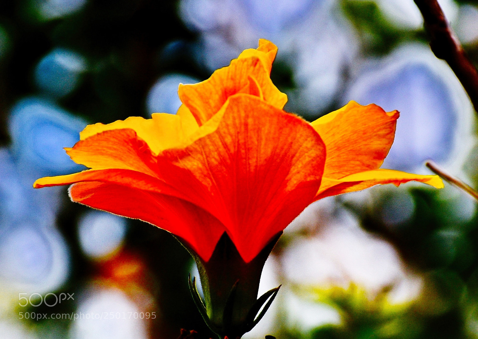 Nikon D7200 sample photo. A gold hibiscus flower photography