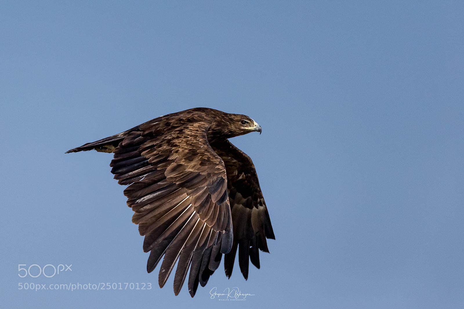 Canon EOS-1D X sample photo. Greater spotted eagle photography