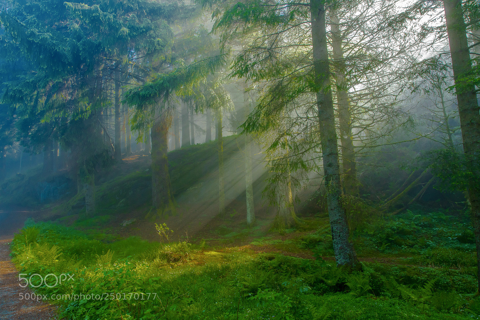 Canon EOS 5DS R sample photo. Sunbeams through the wood photography