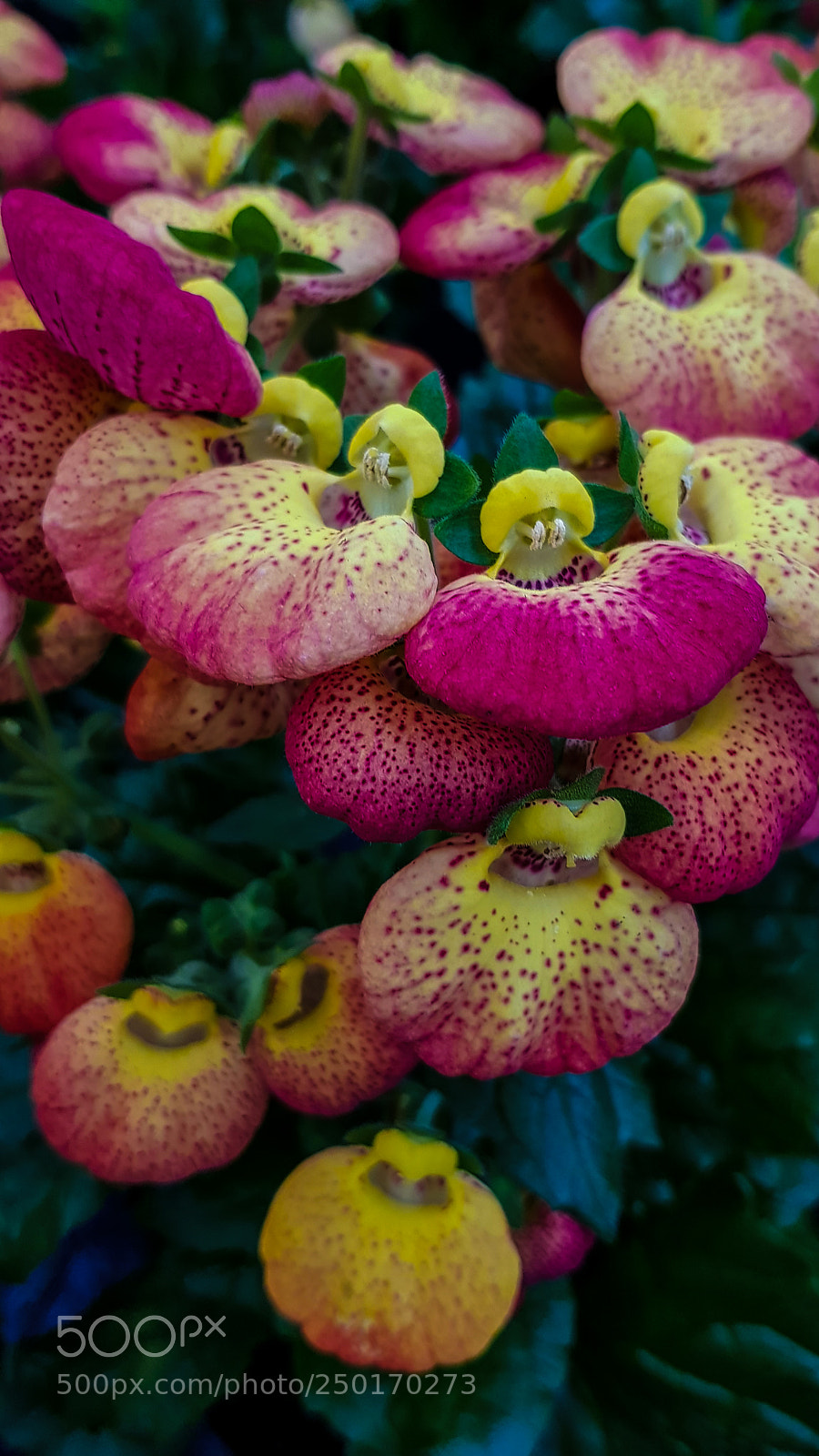 Samsung Galaxy S8 sample photo. Toffelblomma, lat. calceolarnia carlynopsis photography