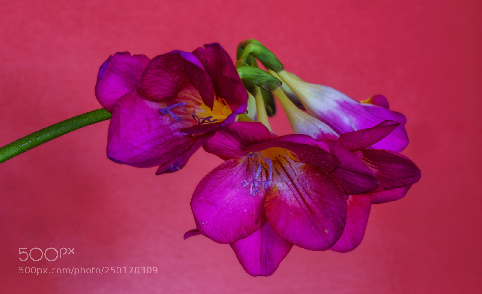 Sony a7R II sample photo. Nergis i e i photography