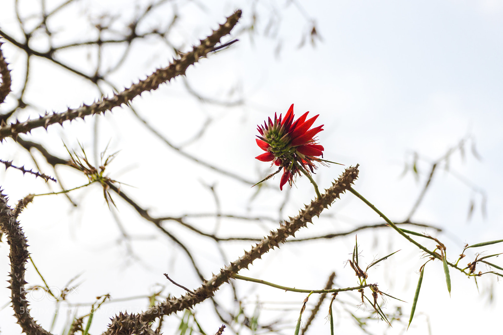 Canon EOS 550D (EOS Rebel T2i / EOS Kiss X4) sample photo. Wildflowers blossoming photography