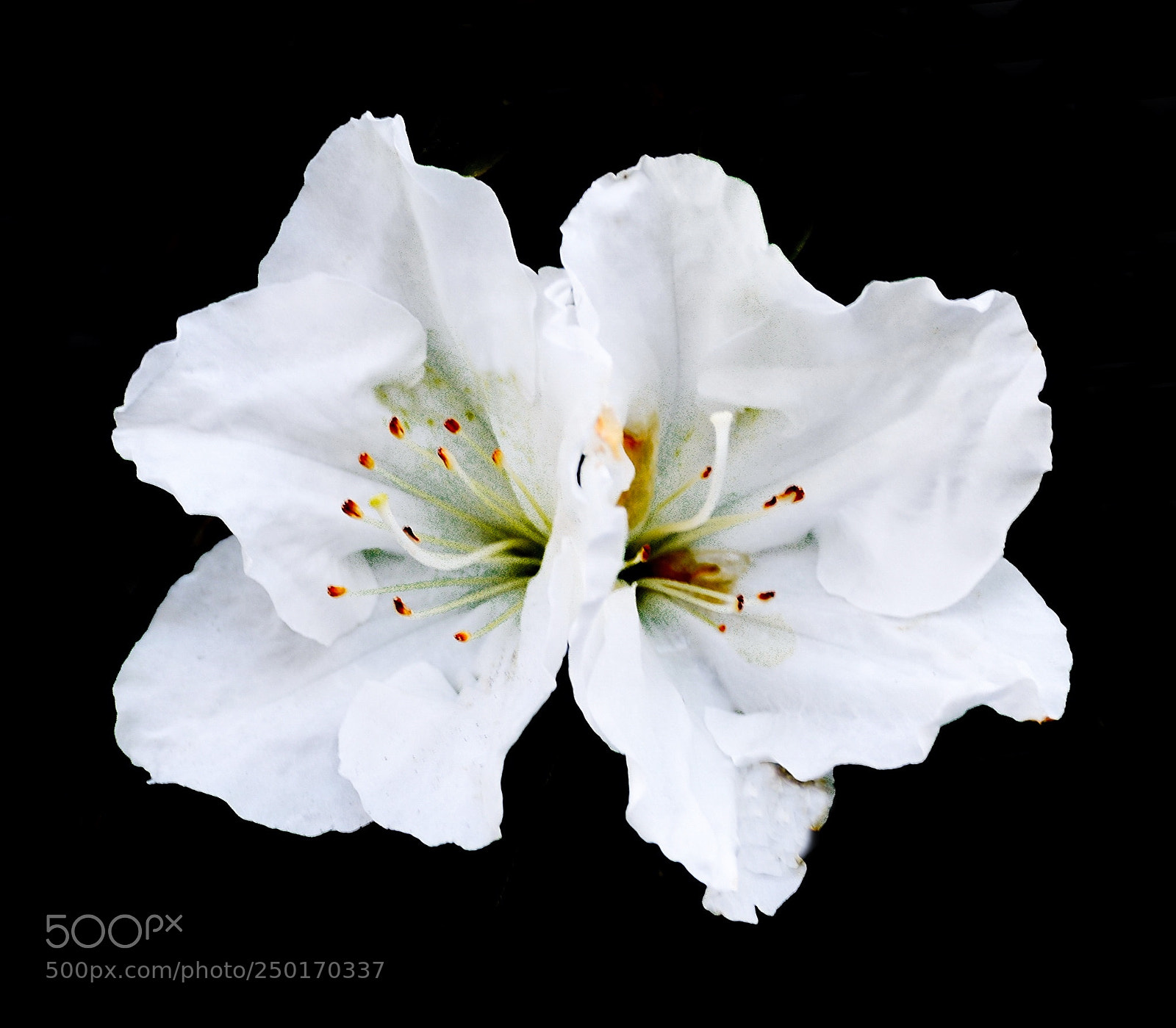 Nikon D7200 sample photo. Two white flowers photography