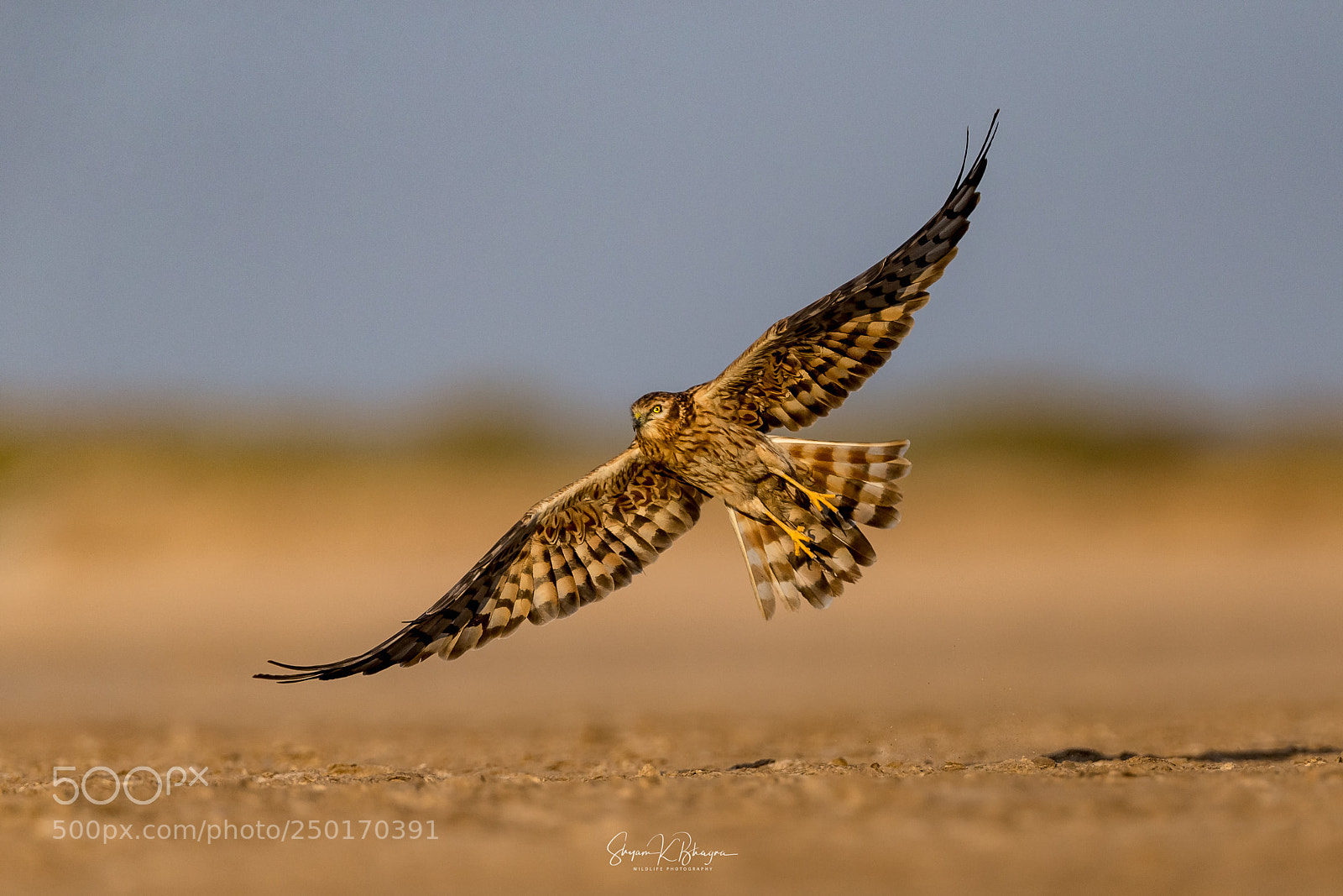 Canon EOS-1D X sample photo. Montagu's harrier photography