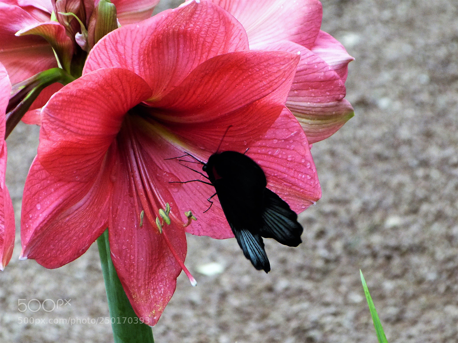 Panasonic Lumix DMC-FZ150 sample photo. Attraction photography