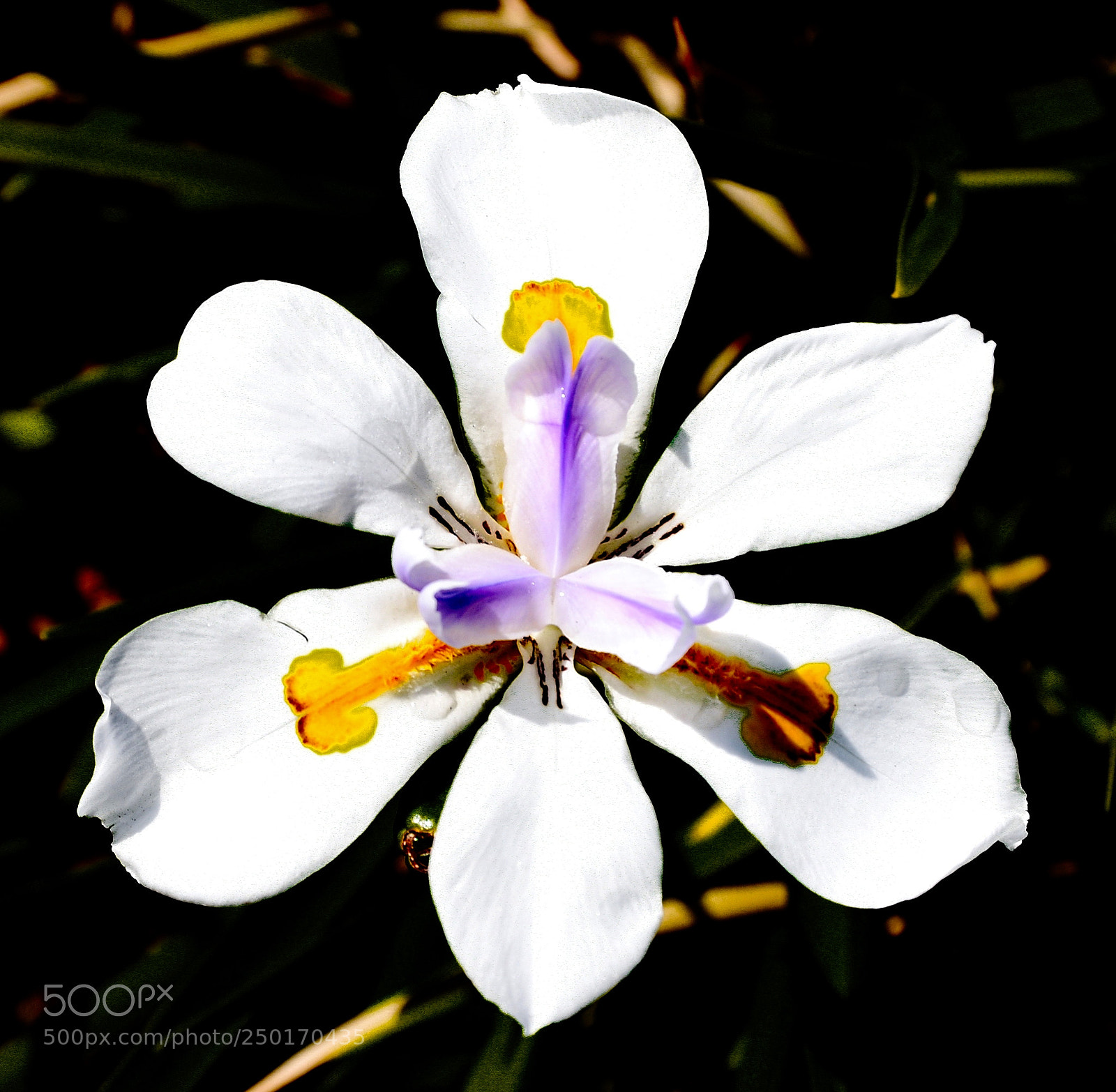 Nikon D7200 sample photo. A nice white iris photography