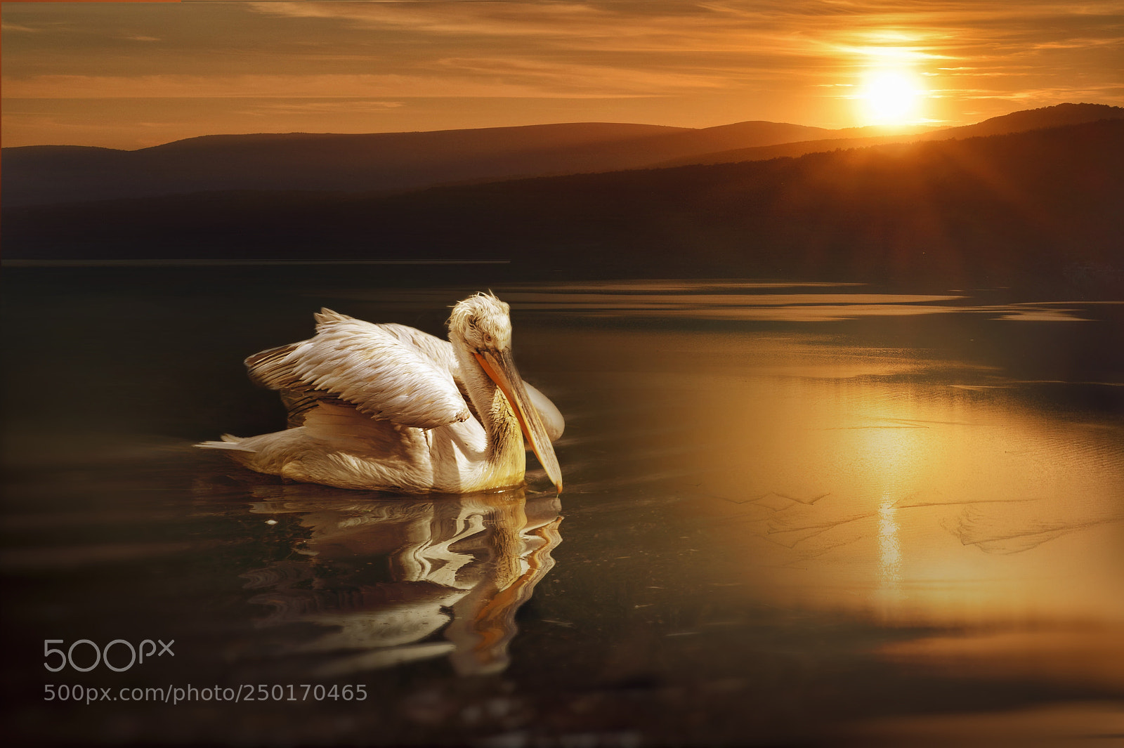Nikon D3300 sample photo. Pelican photography