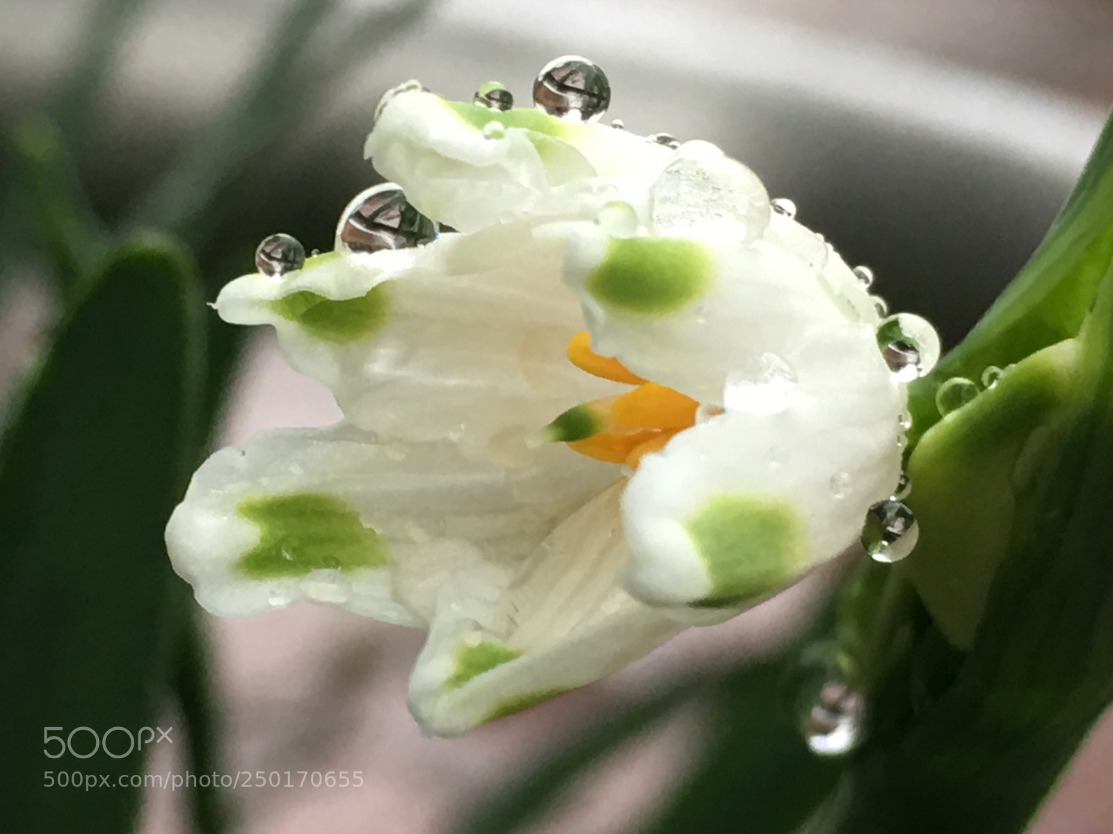 Apple iPhone 6s Plus sample photo. Spring2018 flowers photography