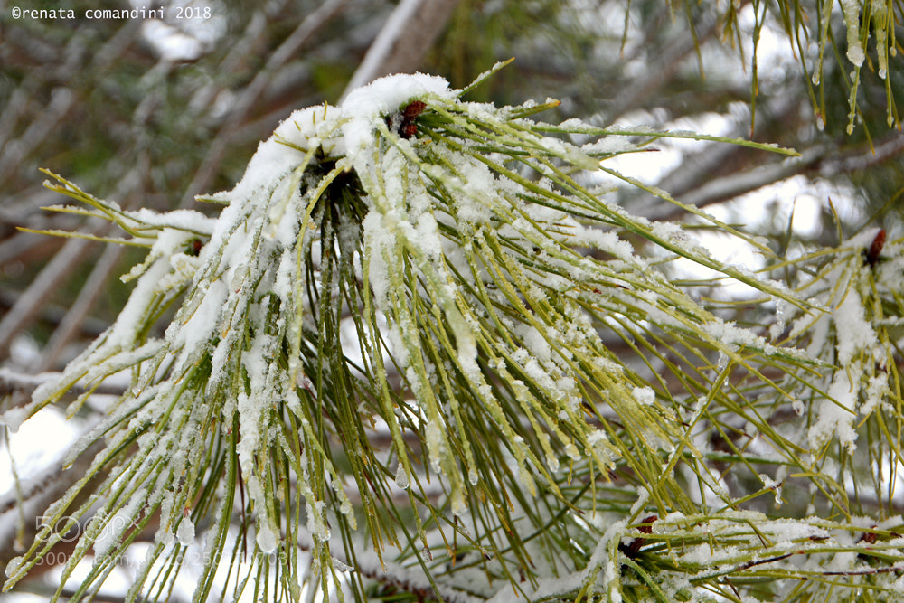 Nikon D5200 sample photo. Inverno photography