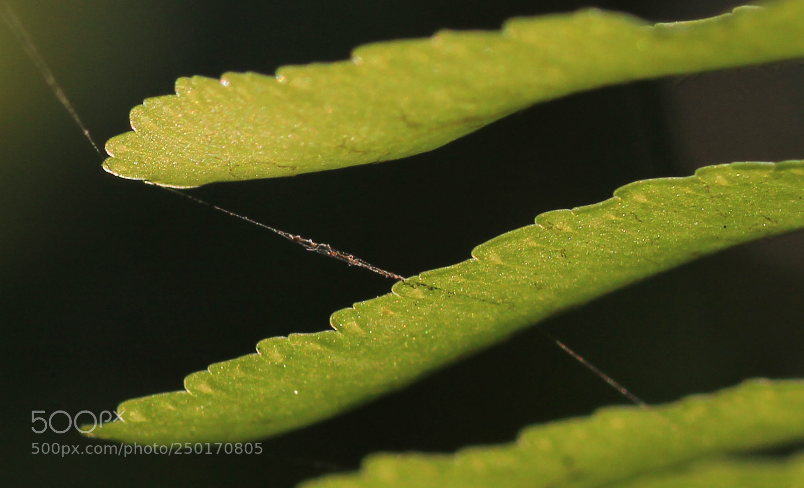 Canon EOS 60D sample photo. Untitled photography