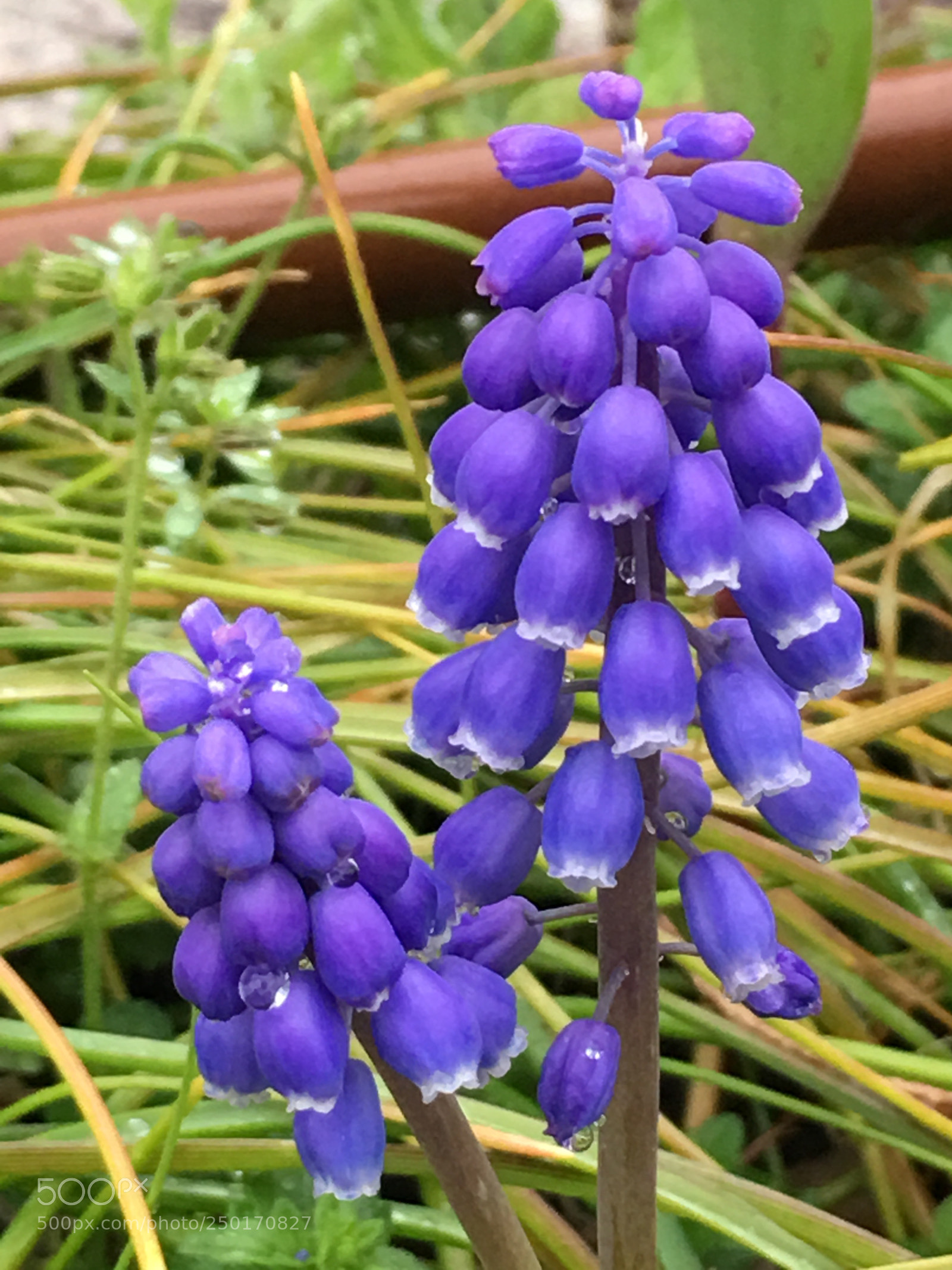 Apple iPhone 6s Plus sample photo. Spring2018 flowers photography