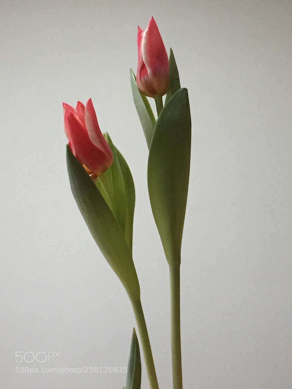 Apple iPhone 6 sample photo. Two tulips photography
