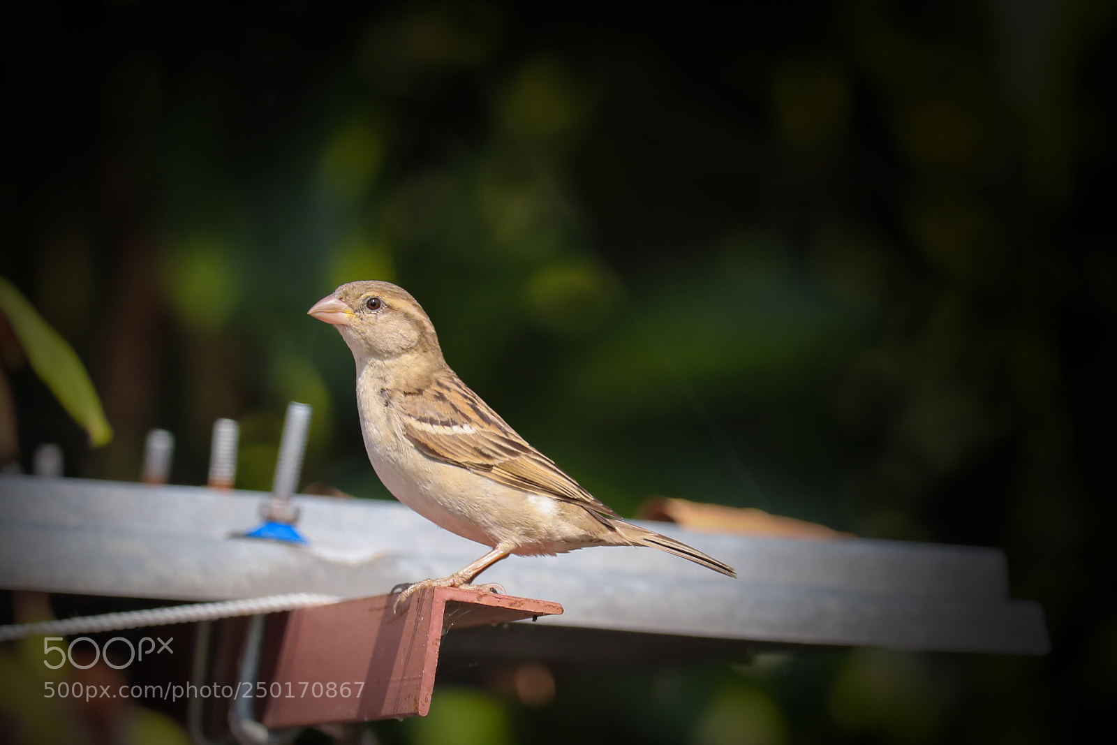 Canon EOS 750D (EOS Rebel T6i / EOS Kiss X8i) sample photo. Sparrow photography