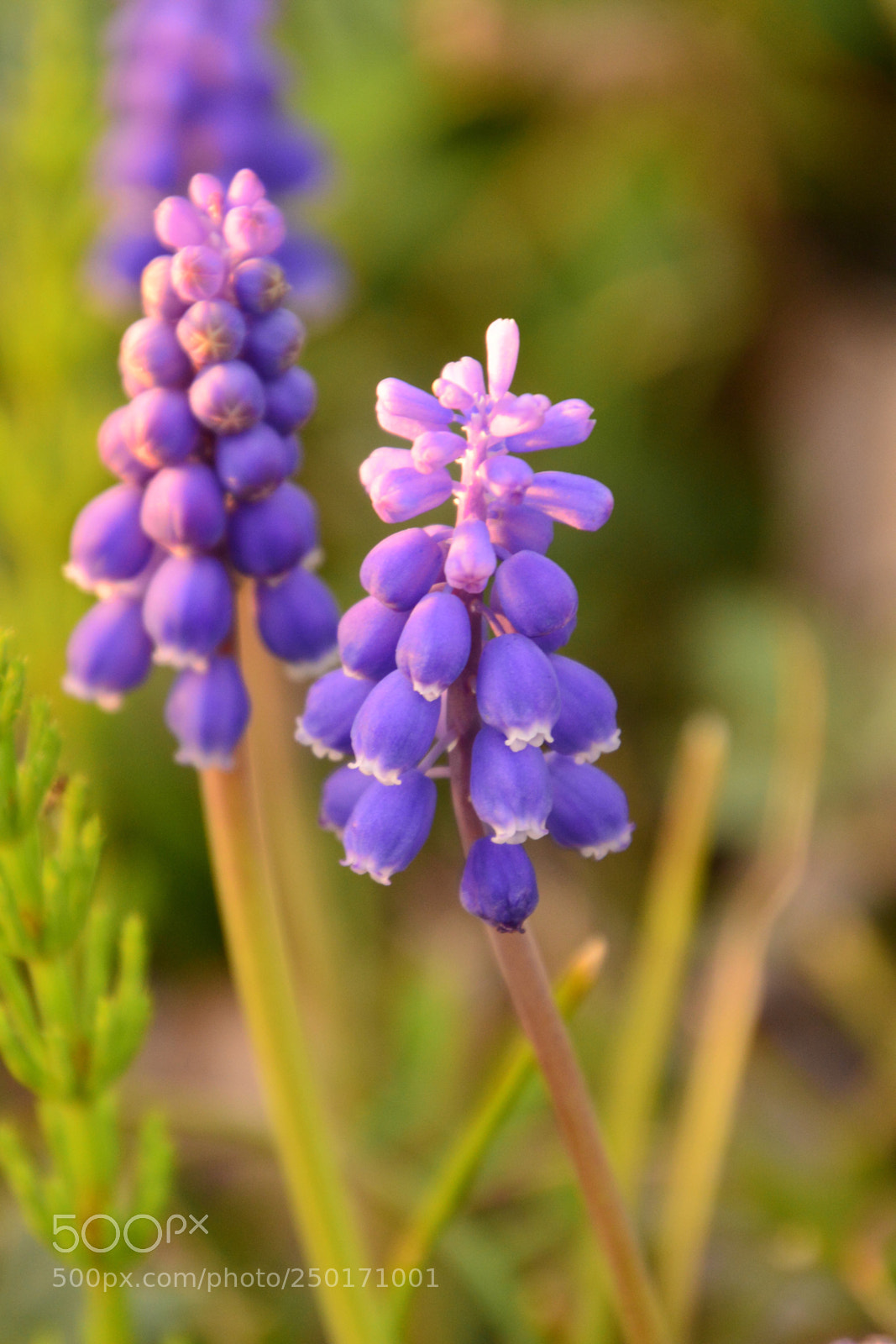 Nikon D7100 sample photo. Muscari  photography