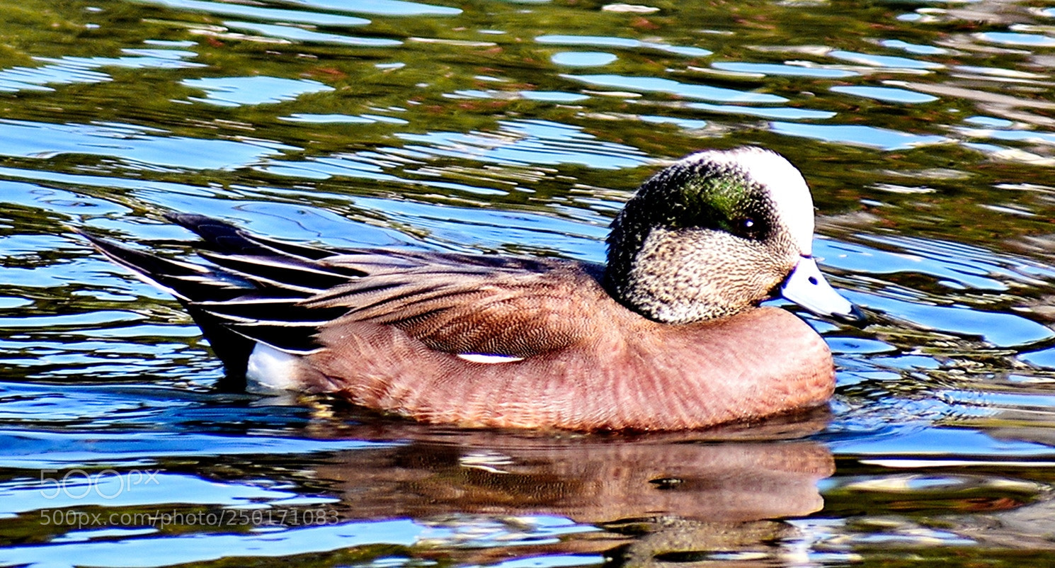 Nikon D7200 sample photo. A green duck swimming photography