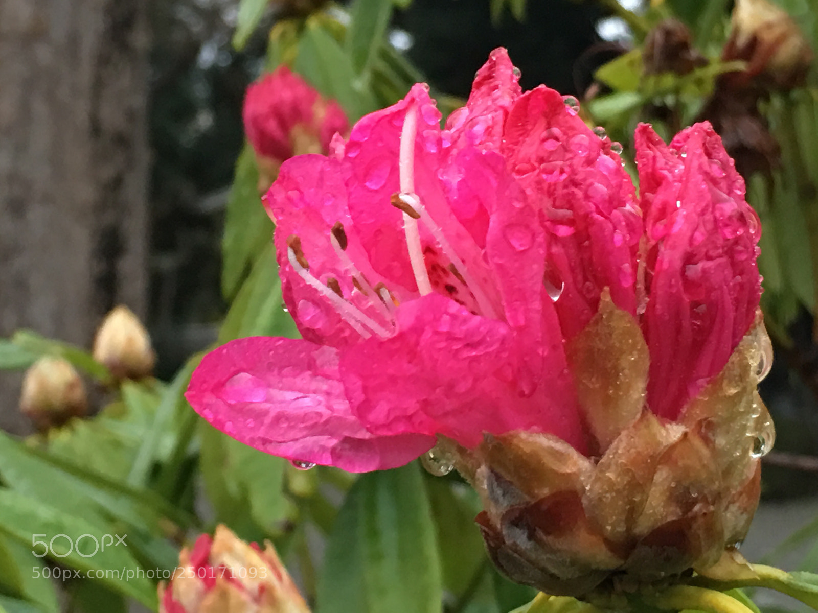 Apple iPhone 6s Plus sample photo. Spring2018 flowers photography