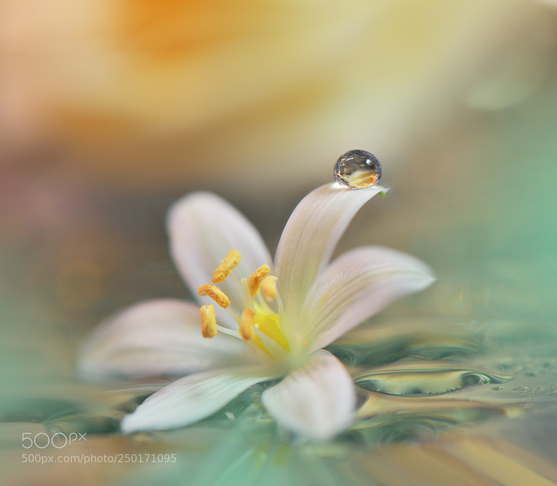 Nikon D810 sample photo. Silent soul.. photography
