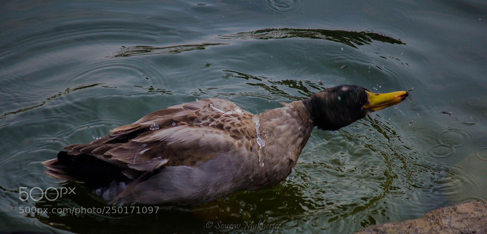 Canon EOS 1200D (EOS Rebel T5 / EOS Kiss X70 / EOS Hi) sample photo. Pics - sourav mukherjee photography