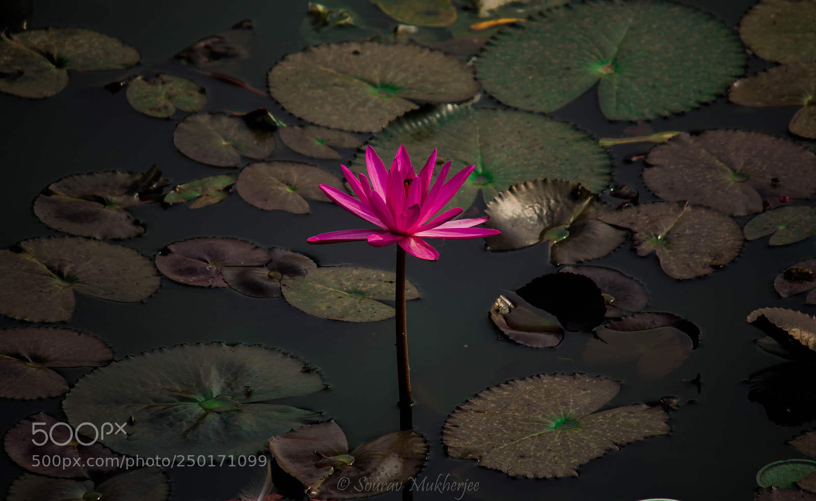Canon EOS 1200D (EOS Rebel T5 / EOS Kiss X70 / EOS Hi) sample photo. Pics - sourav mukherjee photography