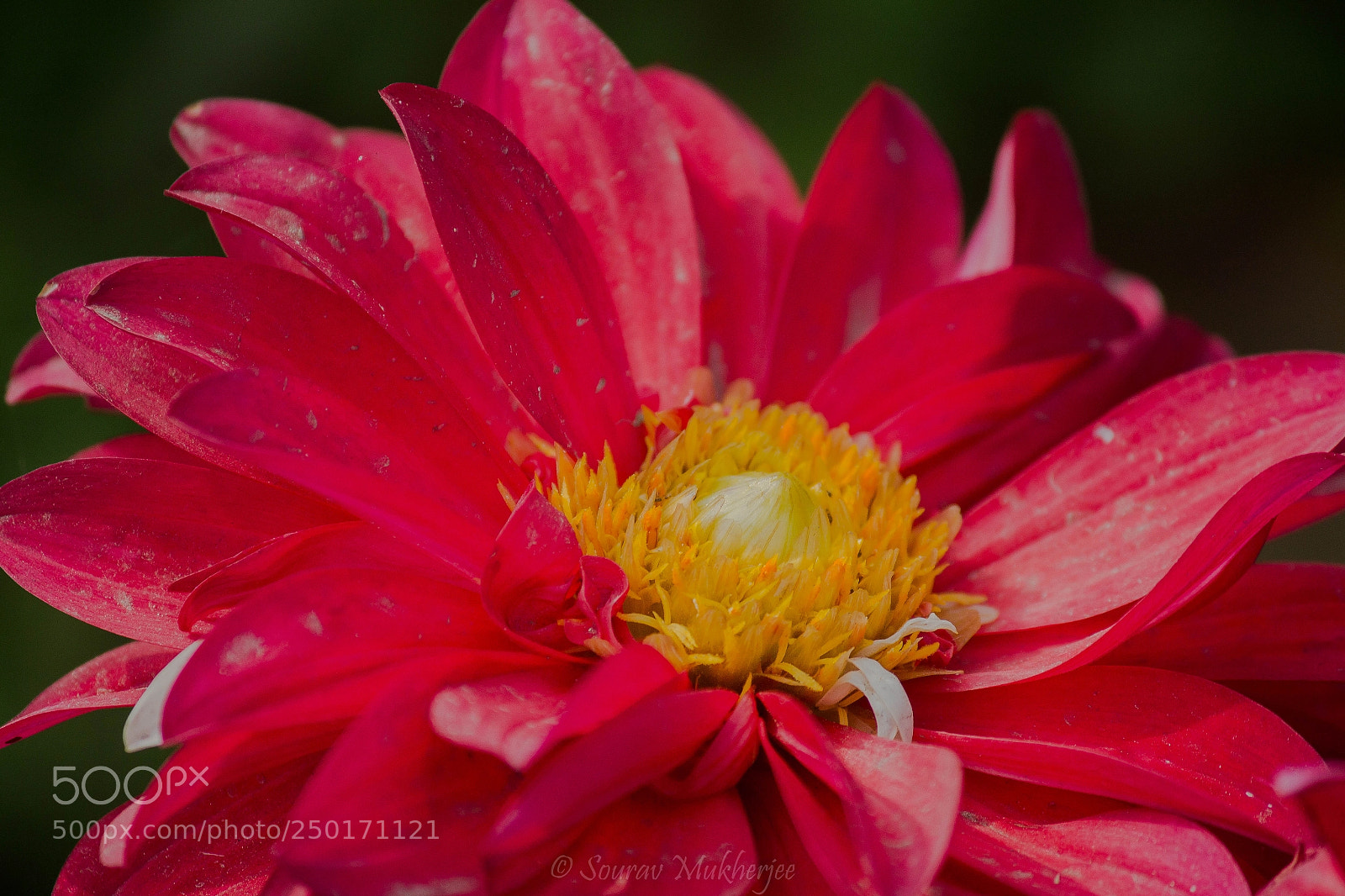 Canon EOS 1200D (EOS Rebel T5 / EOS Kiss X70 / EOS Hi) sample photo. Pics - sourav mukherjee photography