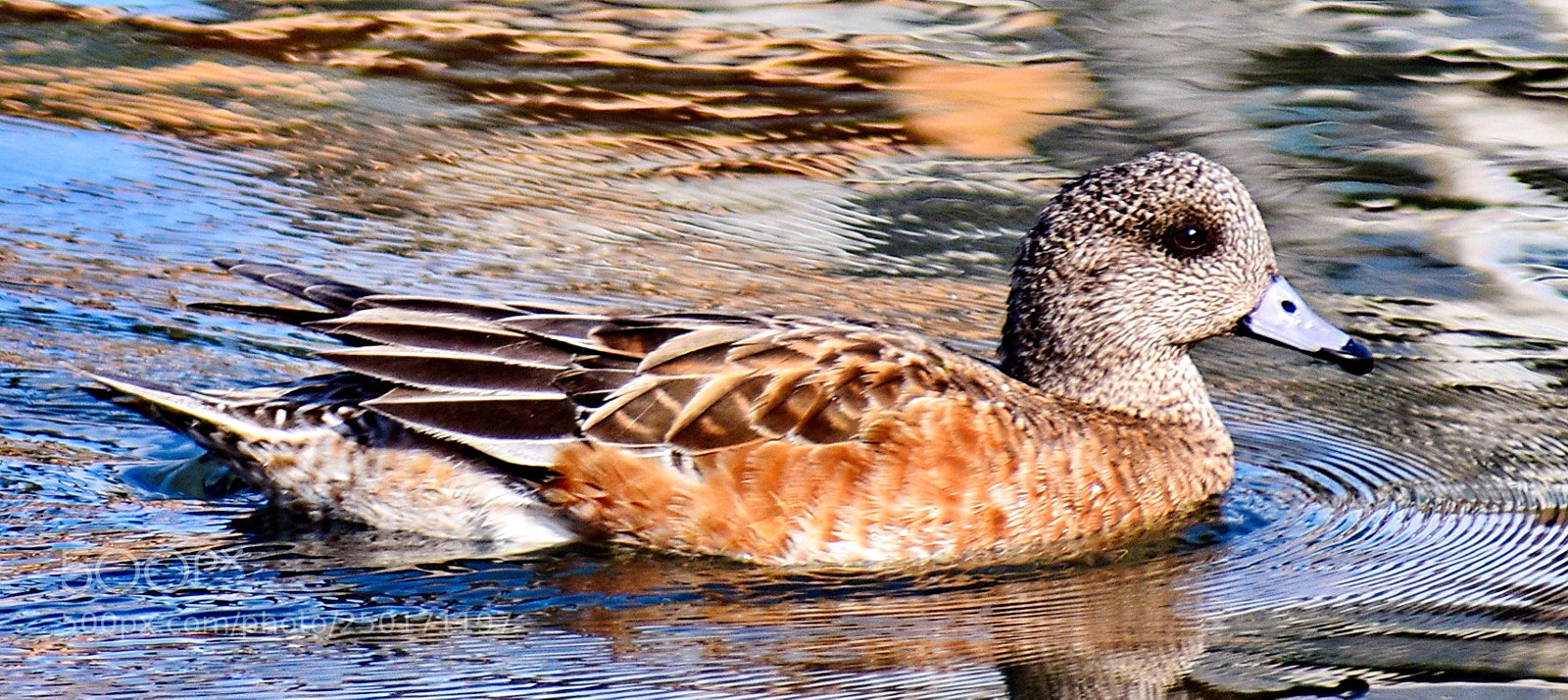 Nikon D7200 sample photo. A brown duck swimming photography