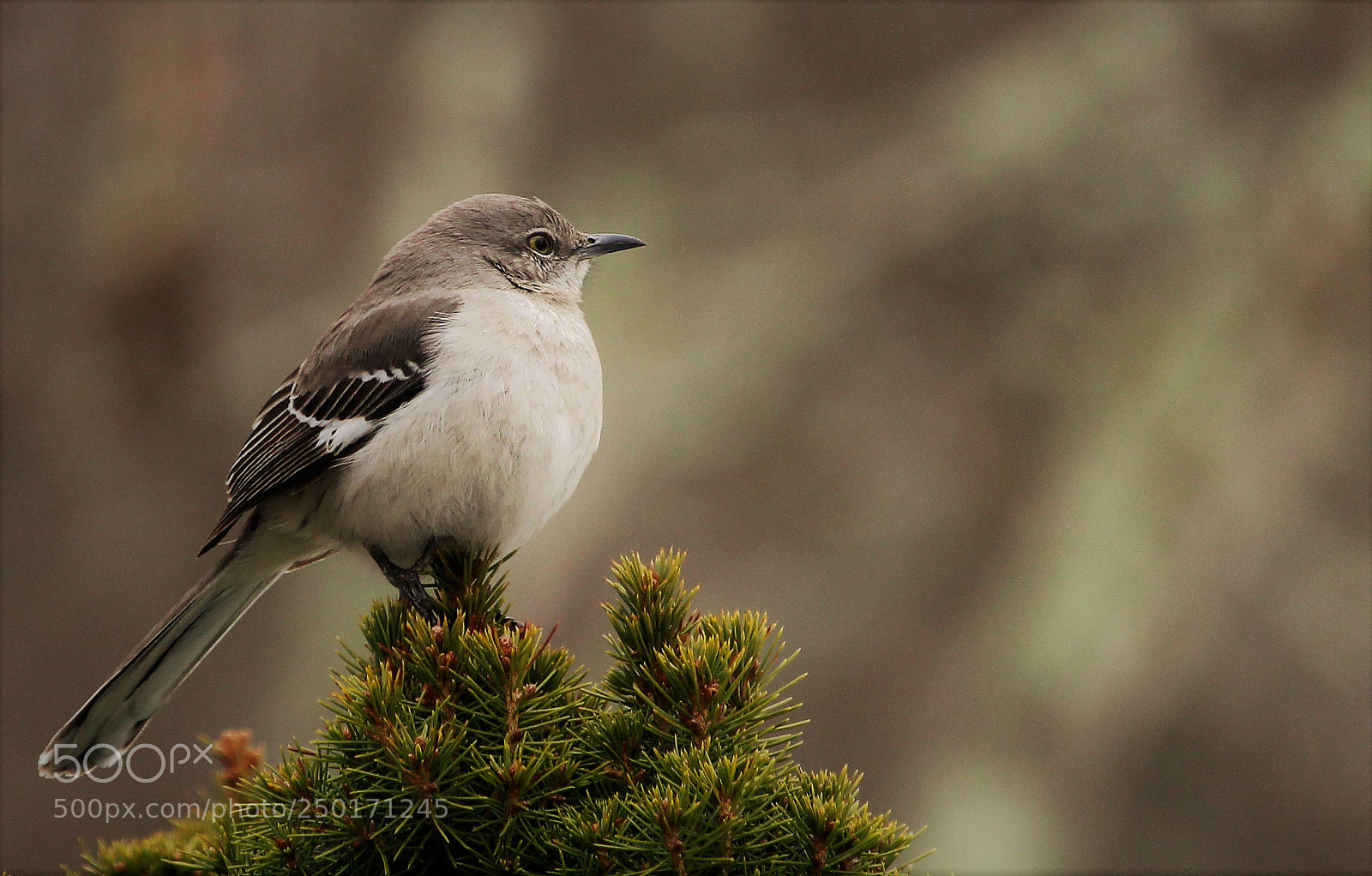 Canon EOS 1300D (EOS Rebel T6 / EOS Kiss X80) sample photo. New england bird photography