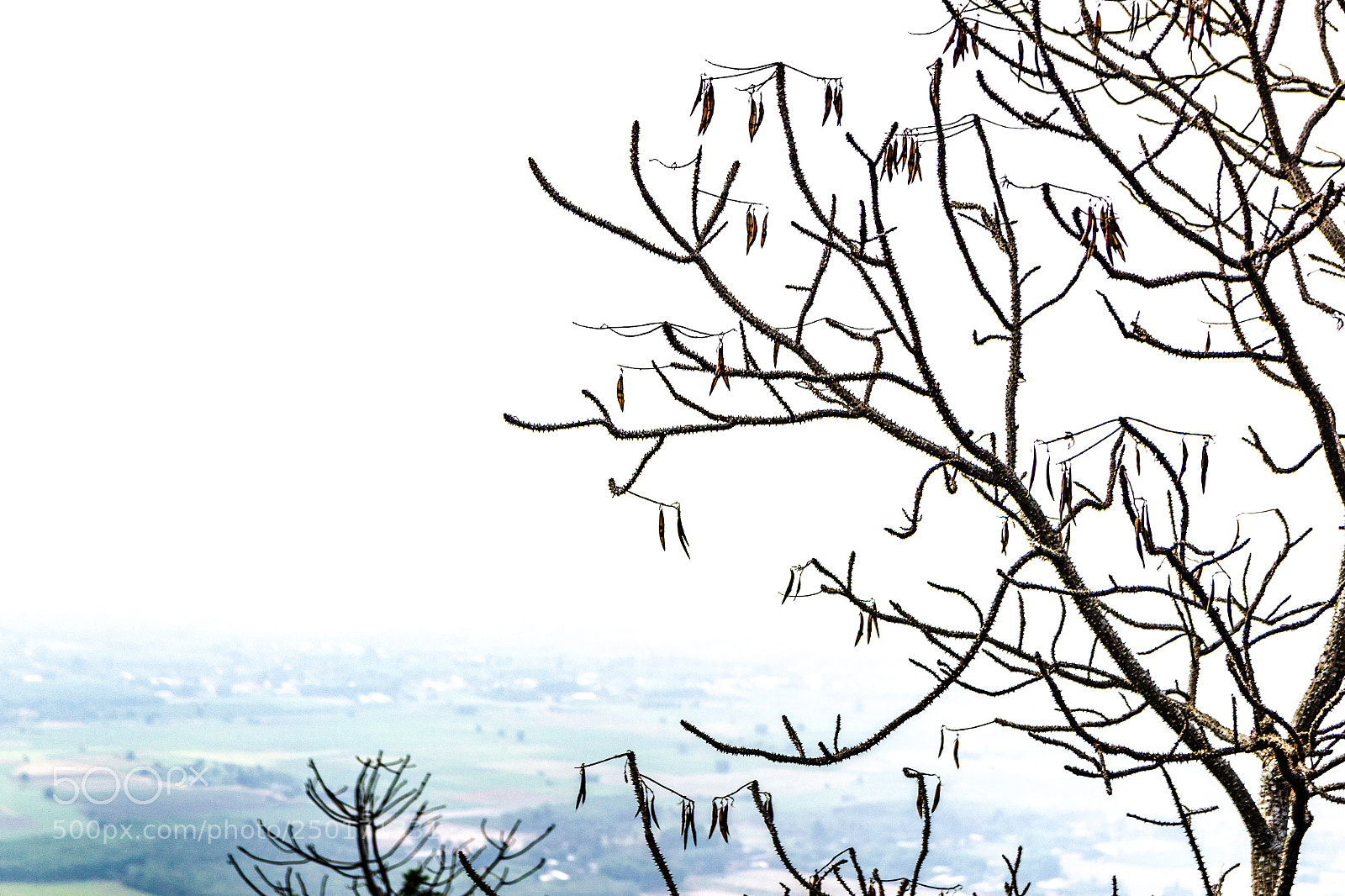 Canon EOS 550D (EOS Rebel T2i / EOS Kiss X4) sample photo. Dry trees on the photography