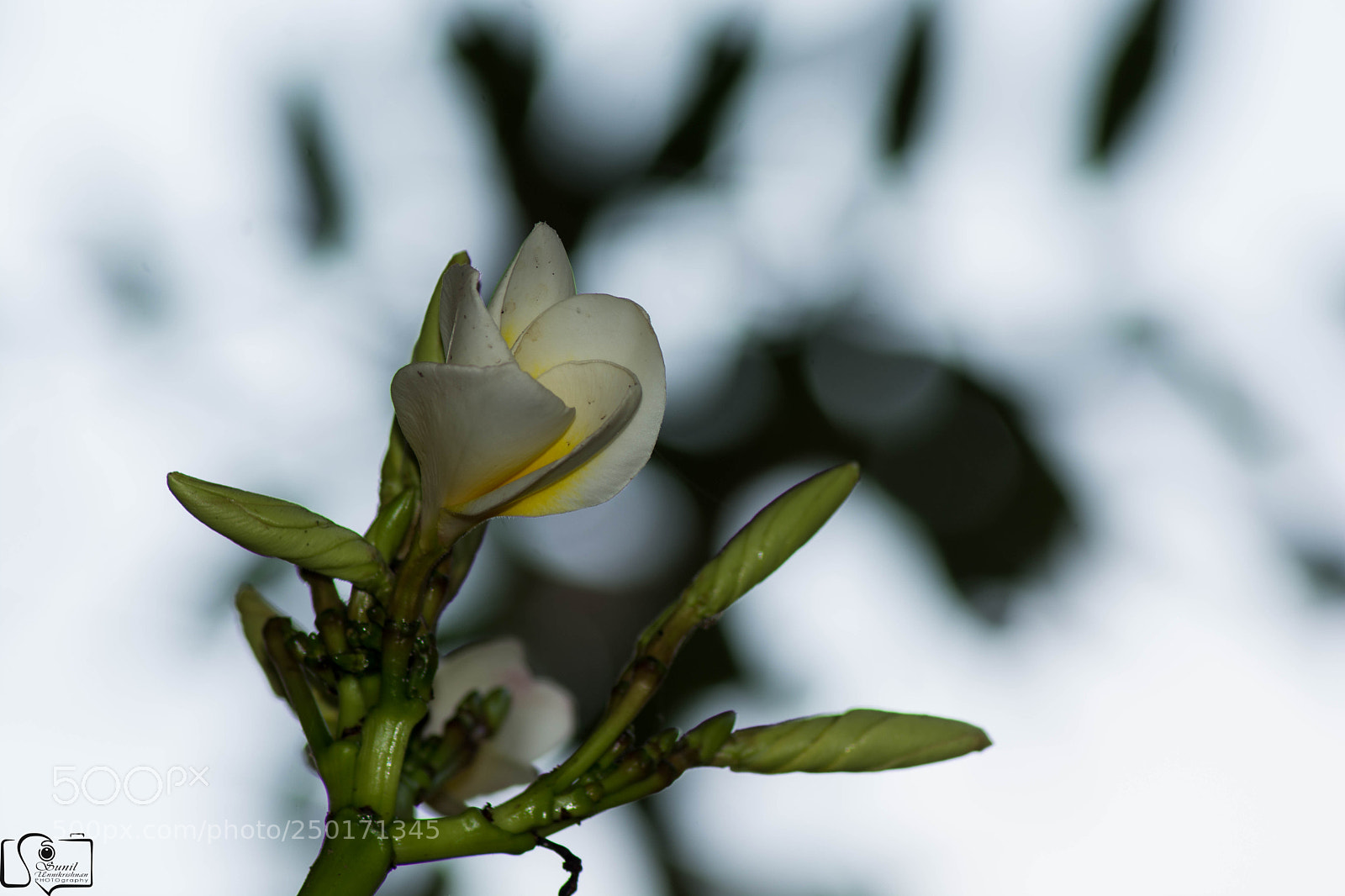 Nikon D7100 sample photo. Flower photography