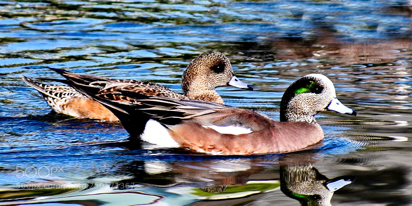 Nikon D7200 sample photo. Two ducks swimming in photography