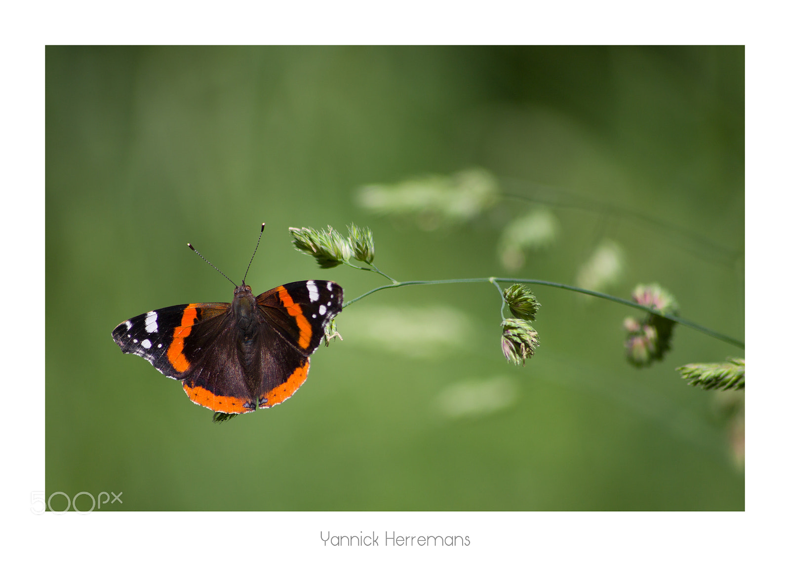 Canon EOS 1100D (EOS Rebel T3 / EOS Kiss X50) sample photo. Vulcain / red admiral photography
