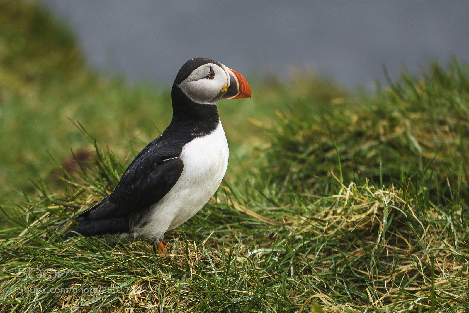 Sony a7R II sample photo. Puffin in borgarfj r photography