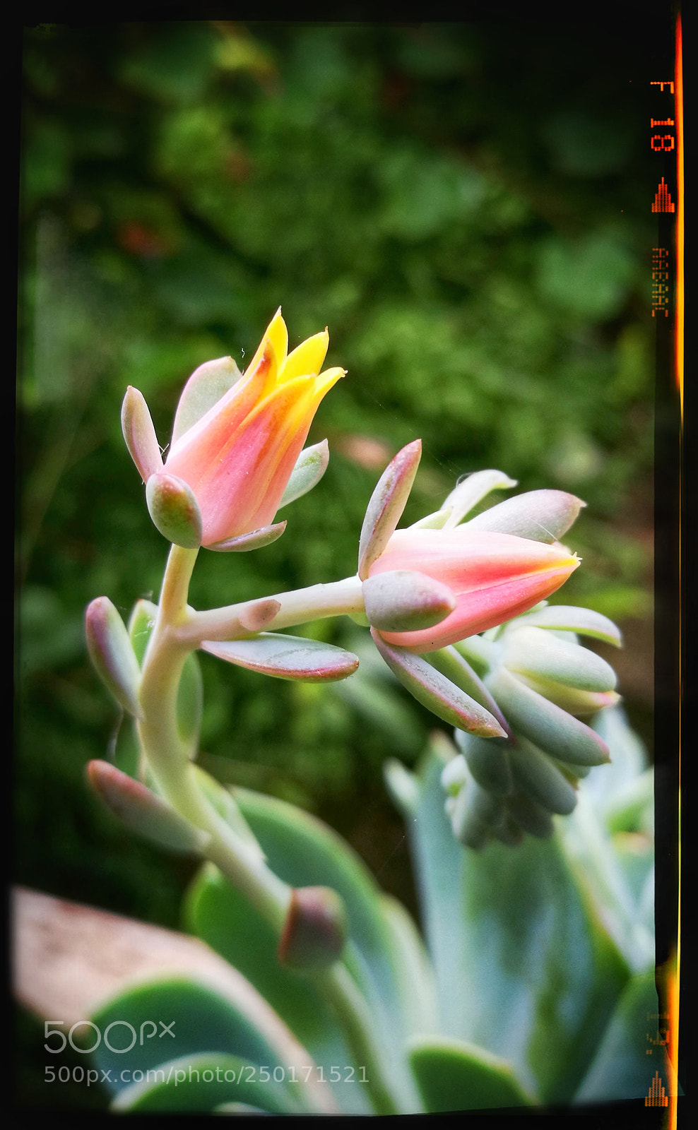 HUAWEI Honor 8 sample photo. Cof photography