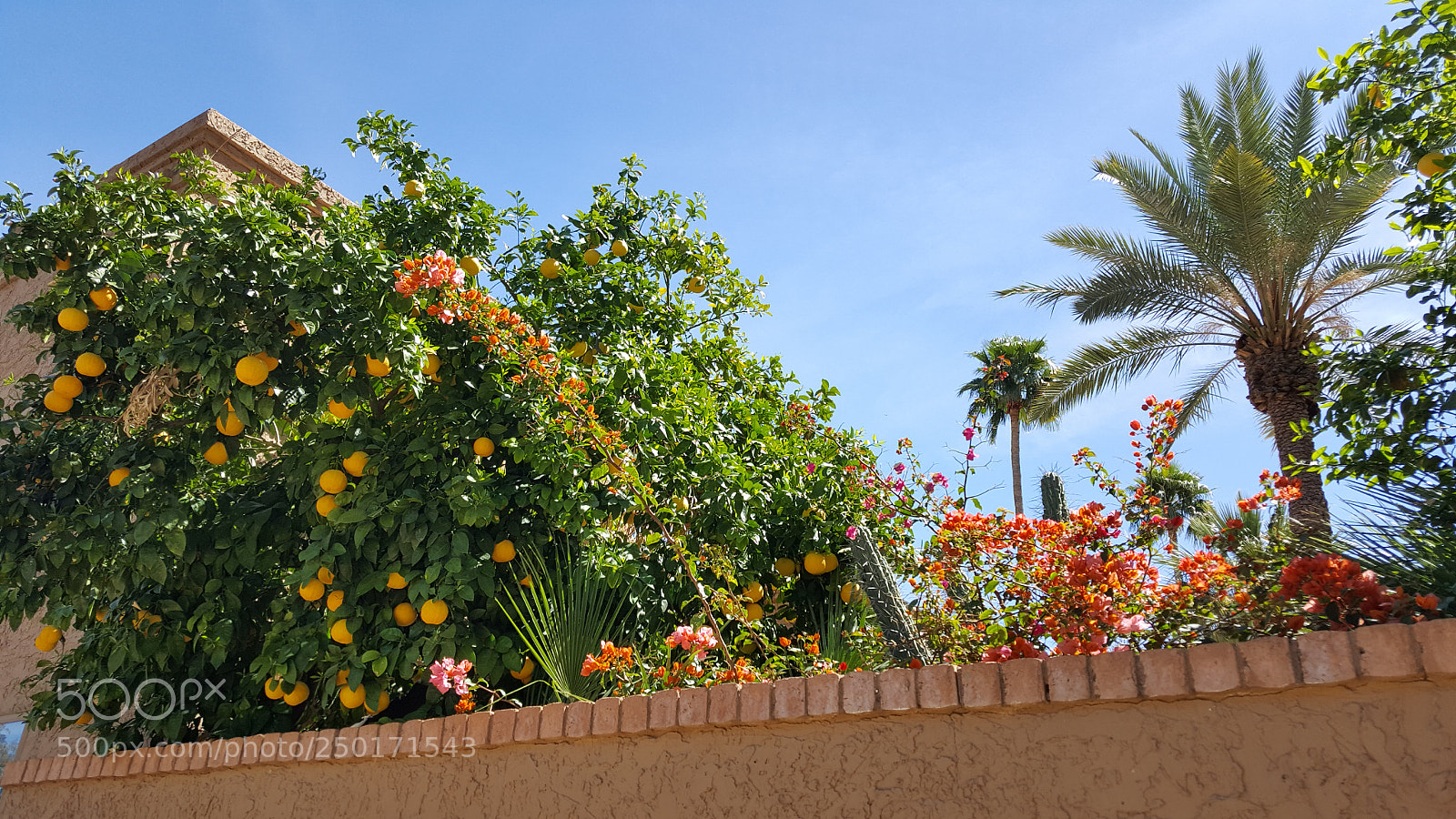 Samsung Galaxy Note5 sample photo. The bounty of scottsdale photography