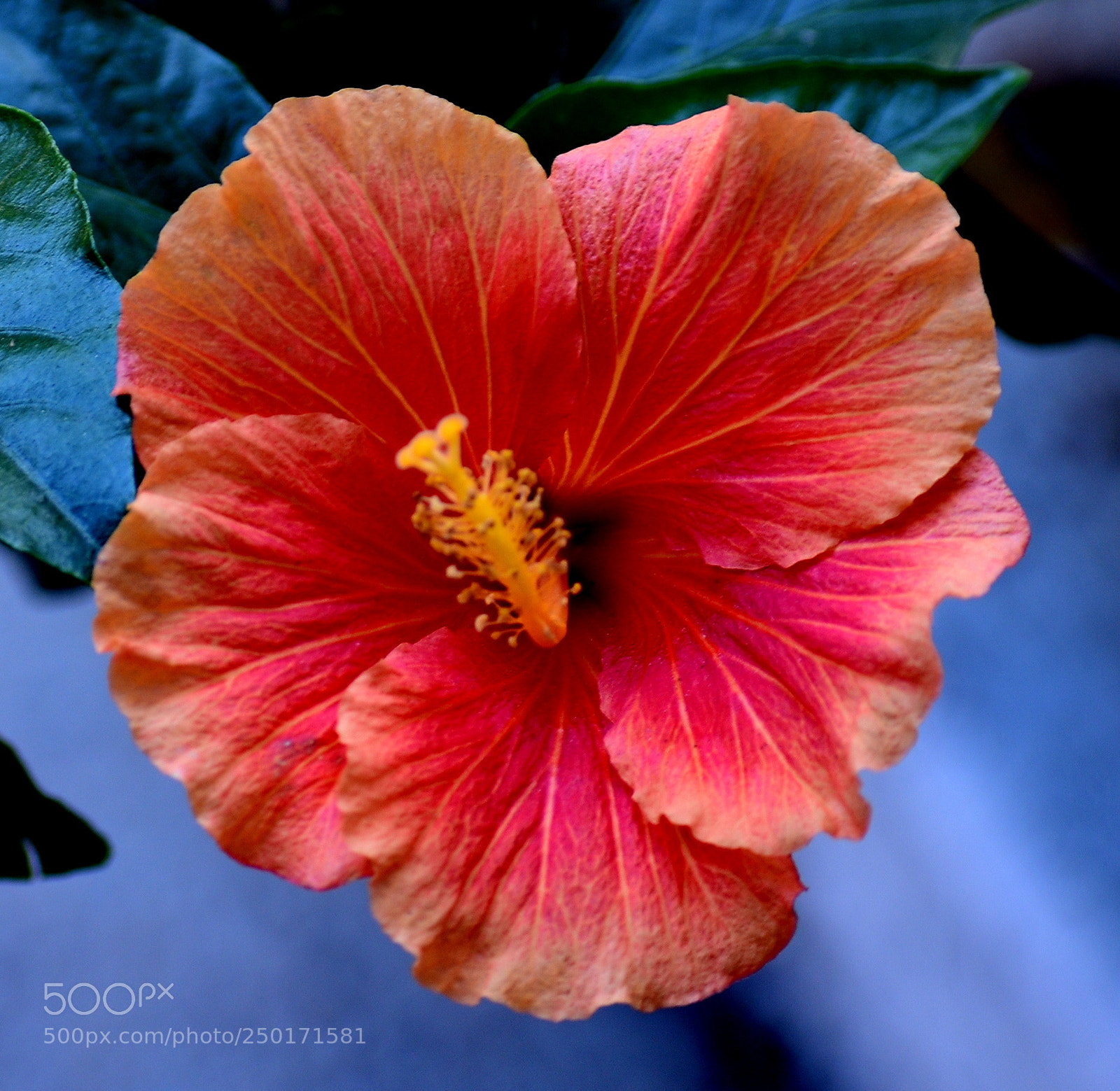 Nikon D7200 sample photo. A nice red flower photography