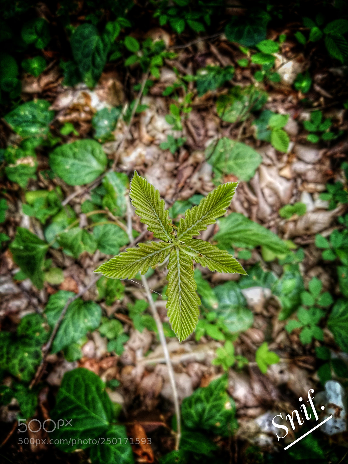 HUAWEI Honor 8 sample photo. Cof photography