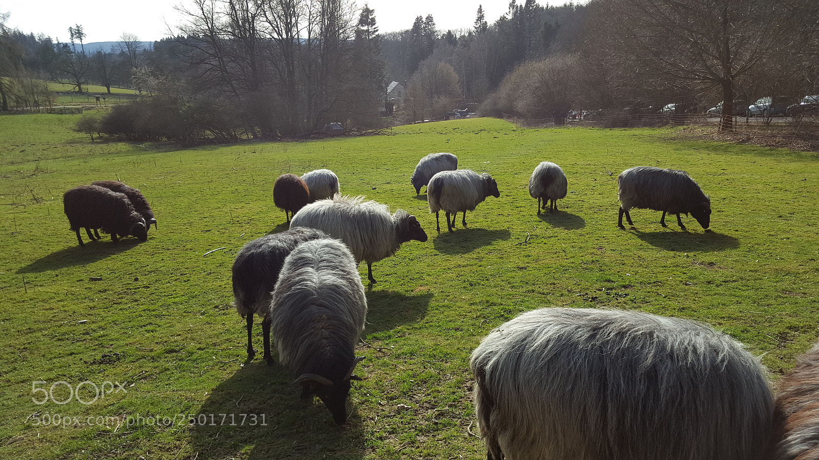 Samsung GALAXY S6 edge sample photo. Sheeps photography