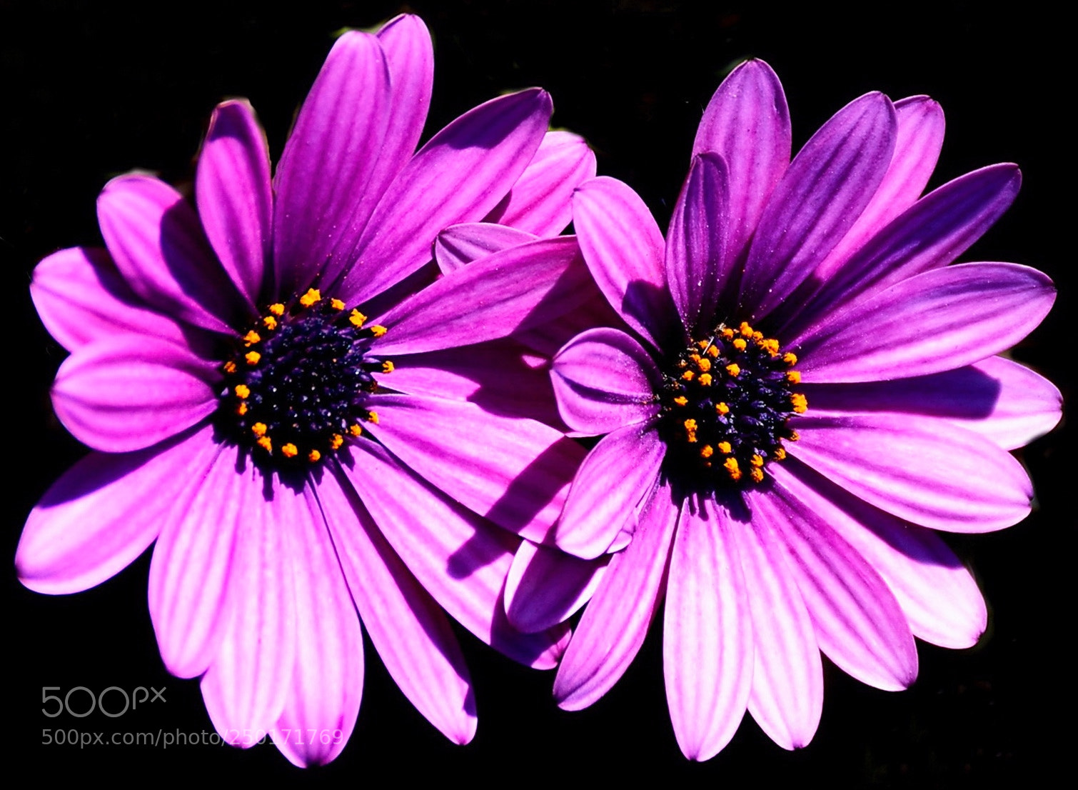 Nikon D7200 sample photo. Two purple daisies photography