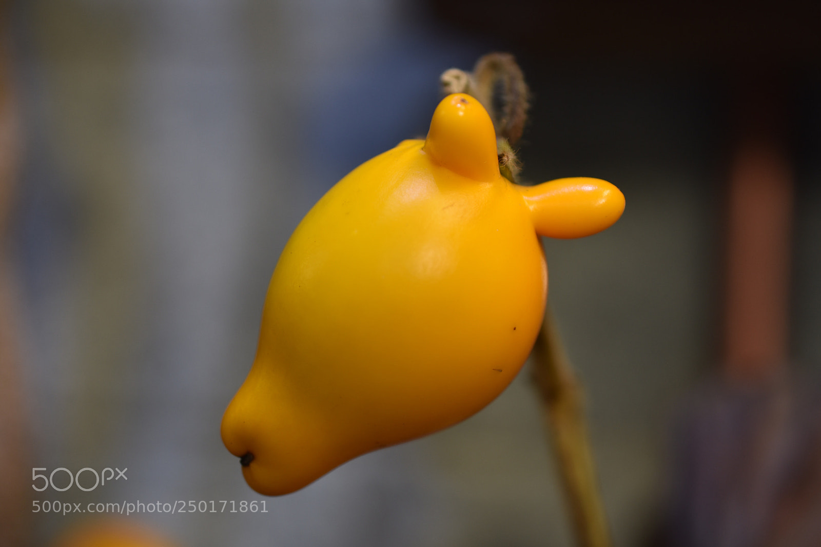 Nikon D3400 sample photo. Lone  solanum photography